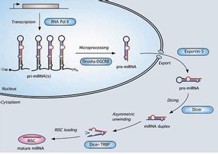 ��ɽ��ѧ�����о������ְ�miRNA