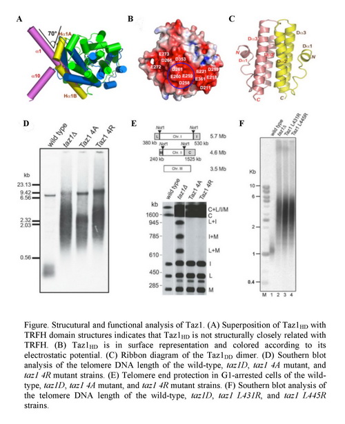 �Ϻ�����Ժ������ֳ��ĸ������ϵ�Ѱ�Taz1�ṹ�͹�Ч�ϵ��ؾɻ���
