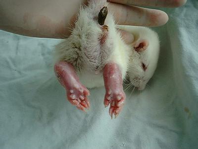 ��������ɭ�ϲ�����ģ�ӵĽ��衪��������ʱ����ҽҩ