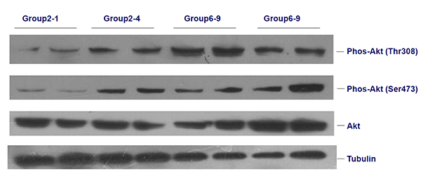 �Ѱ�ӡ��(Western Blot)ʵ������Ч��
