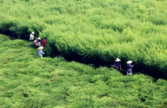 ���������ع�ҵ��״�����ٺ���ҩ����Ӱ