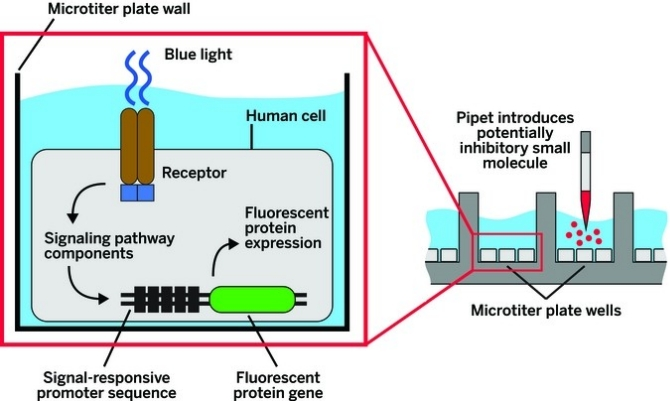 ����ȫ��ѧ�ֶ�ɸѡС����ҩ��