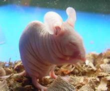 �������ʵ��