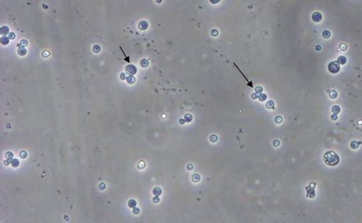 ��ĸ˫�ӽ�����ԭ�����������̡��ص��Լ�Ӧ��