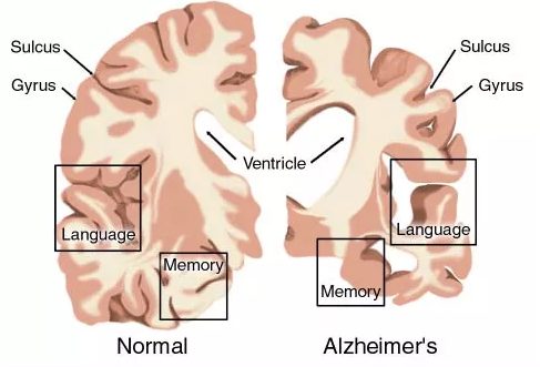 ADҩ���з���״�������������ٽ���ŵ����ǿ������