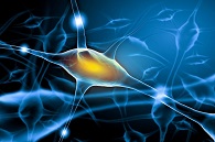 ���̻�������������ø��MAGL�����Ƽ����о�ϣ��