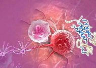 ���̻�����ѡ����mTOR���Ƽ����о�����