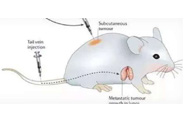 Χ��:�ٴ�ǰС��ģ����������