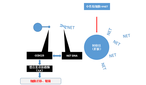 ˴ĲNET DNACCDC-25ϵǿ˰ϸϮΪ˰֢ĸת