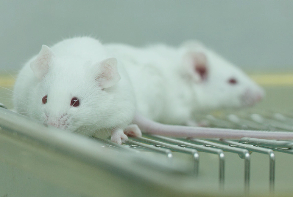 ������ʶ������ʱ�ٴ�ǰ�о�Ч�� 