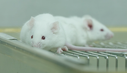 ������ʱ�ٴ�ǰ�о�-ҩЧѧ��ҩ������ѧ���ٴ�ǰ�о�Ч��