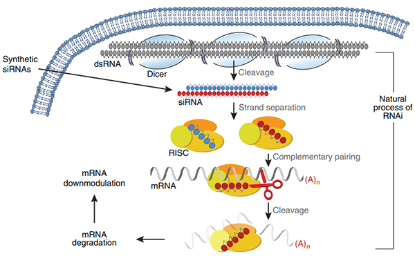 RNAi×÷ÓûúÖÆ.jpg RNAi×÷ÓûúÖÆ.jpg