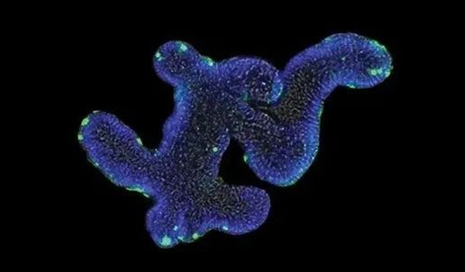 �����١���ҩ���з���ҩЧ���۵���Ҫ����