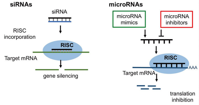 5-RNAiµÄ×÷ÓûúÖÆ.jpg 5-RNAiµÄ×÷ÓûúÖÆ.jpg