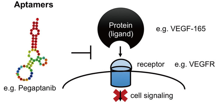 7-ºËËáÊÊÅäÌåµÄ×÷ÓûúÀí.jpg 7-ºËËáÊÊÅäÌåµÄ×÷ÓûúÀí.jpg